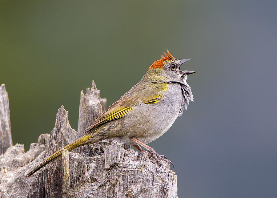 Green-tailed Towhee #1 Photograph by Verdon