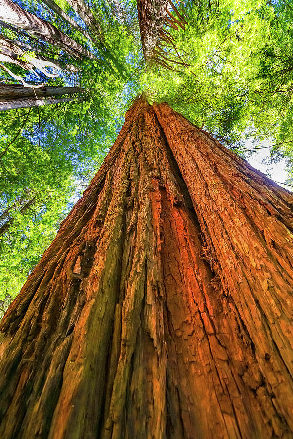 Redwood National Park Photograph - Green Towering Tree, Redwoods National #1 by William Perry
