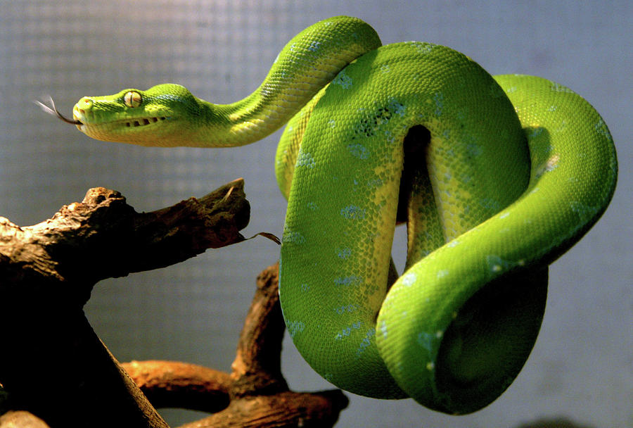 Green Tree Python Coils On A Branch Photograph by Claro Cortes - Fine ...