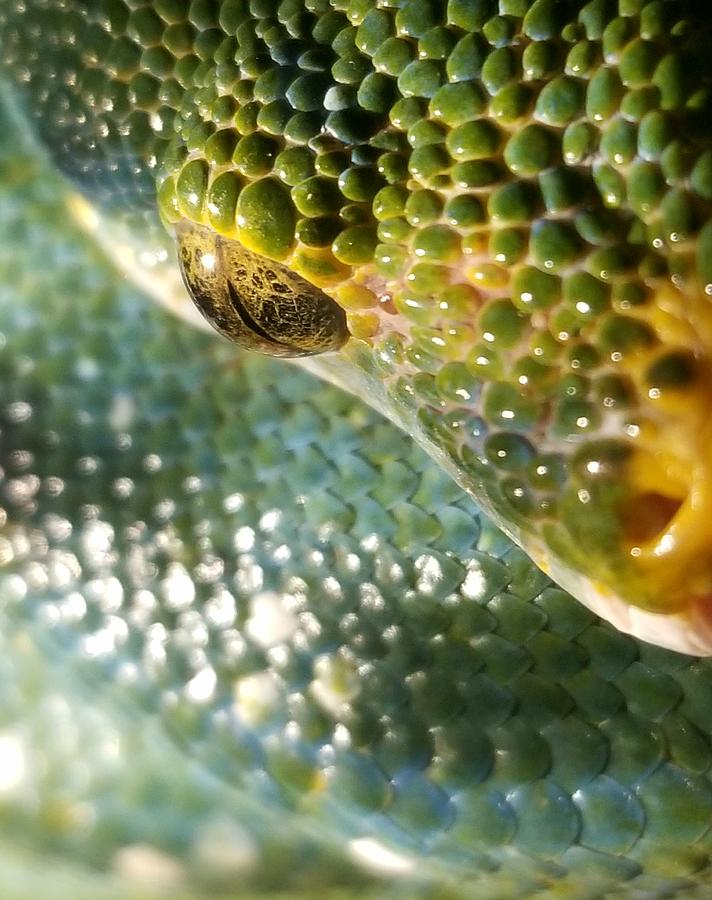 Green Tree Python Photograph by Ivan Lesica | Pixels
