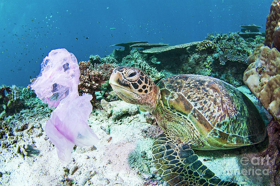 Nature Photograph - Green Turtle And Waste Plastic Bag #1 by Scubazoo/science Photo Library