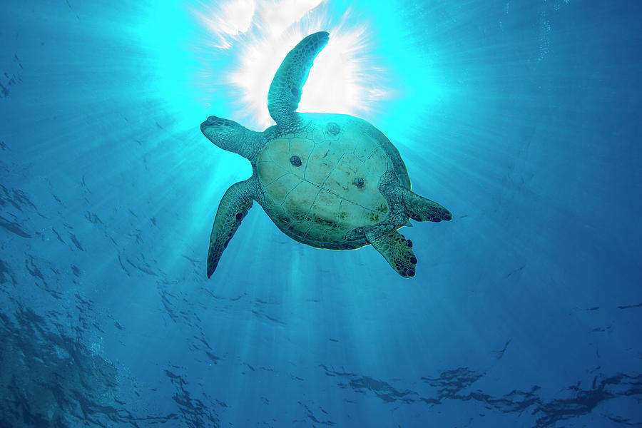 Green Turtle #1 Photograph by Andrew Martinez