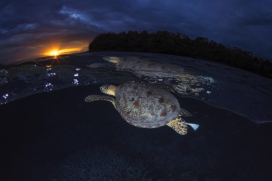 Green Turtle At Sunset #1 Photograph by Barathieu Gabriel
