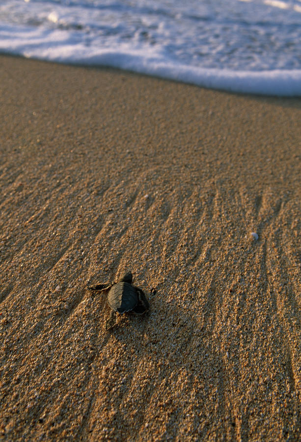 Green Turtle  Chelonia Mydas Hatchling #1 Photograph by Nhpa
