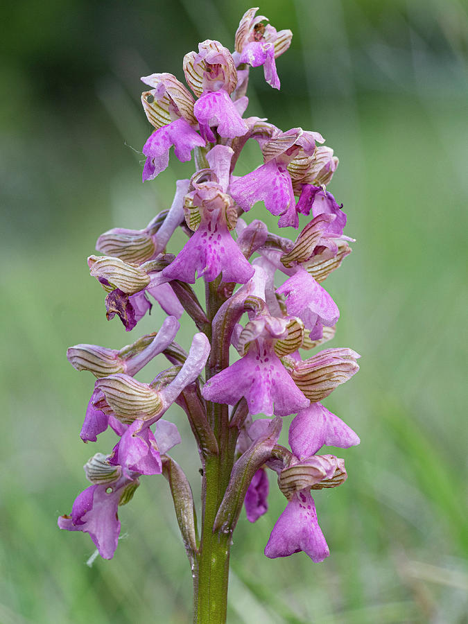 Orchid Photograph - Green-winged Orchid In Flower, Umbria, Italy. #1 by Paul Harcourt Davies / Naturepl.com