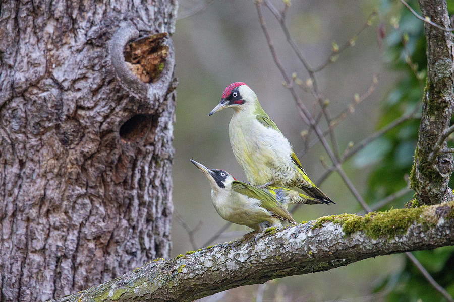 Wildlife Photograph - Green Woodpecker Pair, Perched On Branch Mating, Germany. #1 by Hermann Brehm / Naturepl.com