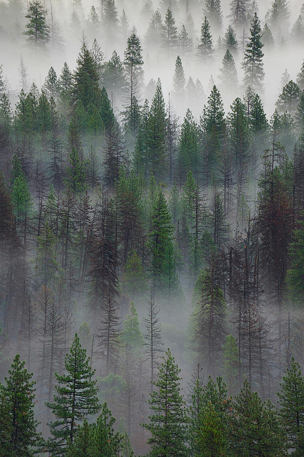 Green Yosemite #1 Photograph by Jon Glaser