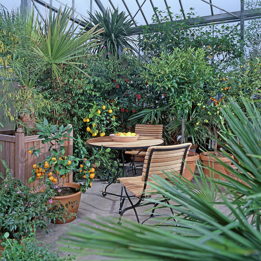 Greenhouse With Citrus, Acacia #1 Photograph by Friedrich Strauss