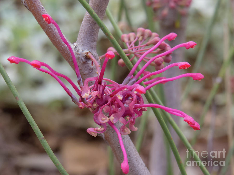 Grevillea Coconut Ice Pink Flower Photograph by Christy Garavetto