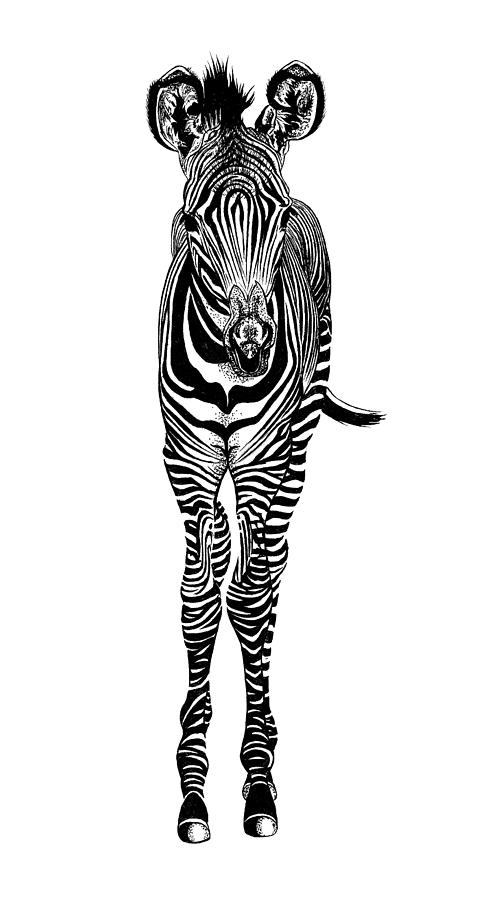 Grevys zebra foal #1 Drawing by Loren Dowding