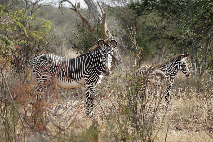 Nature Photograph - Grevys Zebras Graze at the Mpala #1 by Baz Ratner