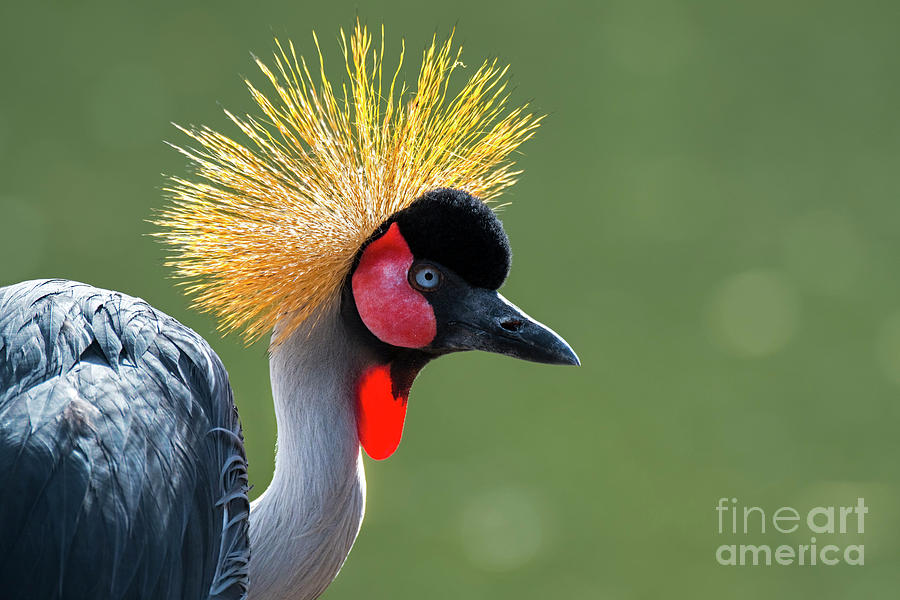 Grey Crowned Crane #1 Photograph by Arterra Picture Library