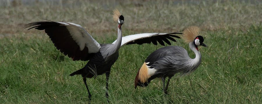 Grey Crowned Cranes Courtship #1 Photograph by Patrick Nowotny