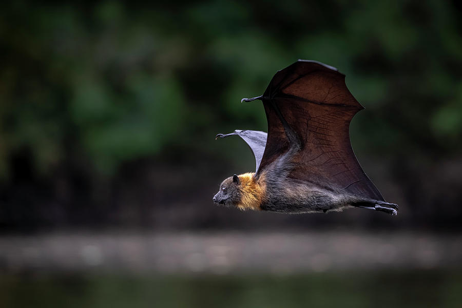 Wildlife Photograph - Grey-headed Flying-fox Bat In Flight, Yarra Bend Park #1 by Doug Gimesy / Naturepl.com