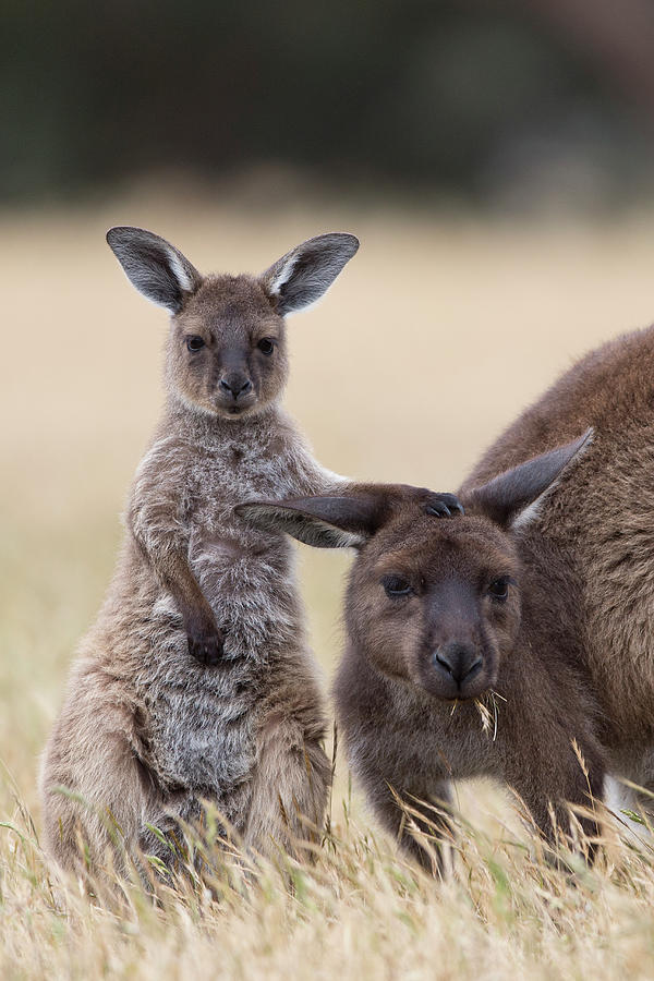 Grey Kangaroo And Joey #1 Photograph by Suzi Eszterhas