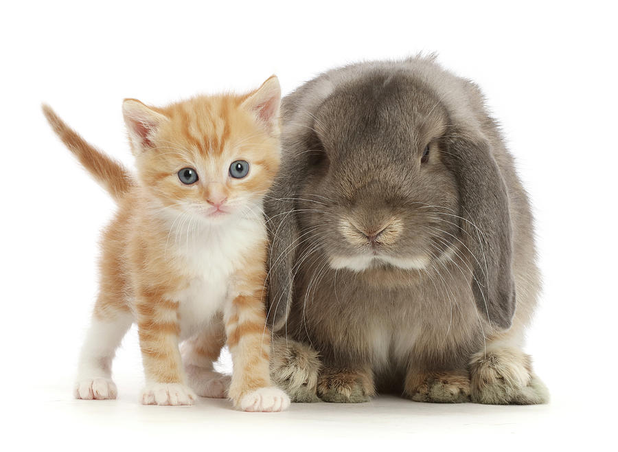 Grey Lop Bunny With Ginger Kitten #1 Photograph by Mark Taylor