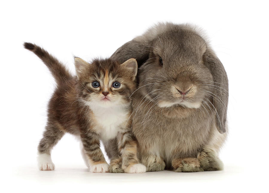 Grey Lop Bunny With Tortie Tabby Kitten #1 Photograph by Mark Taylor