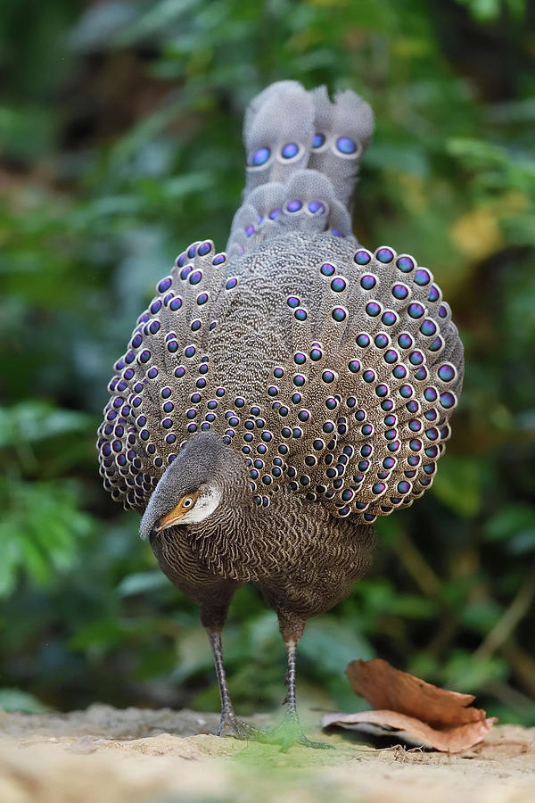 Grey Peacock-pheasant, Dehong, Yunnan, China Photograph by Staffan ...