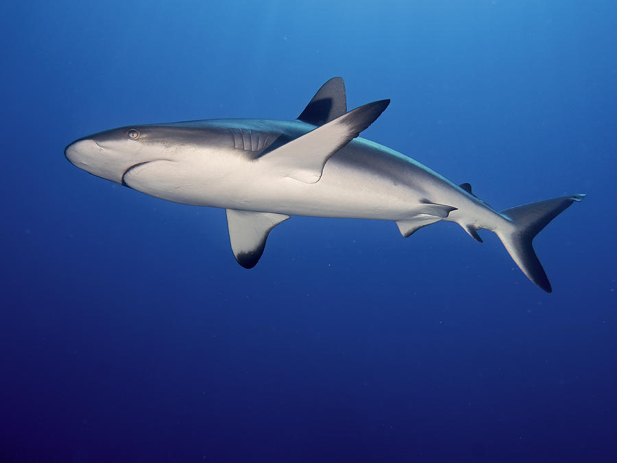 Sharks Photograph - Grey Reef Shark (carcharhinus Amblyrhynchos) #1 by Ilan Ben Tov