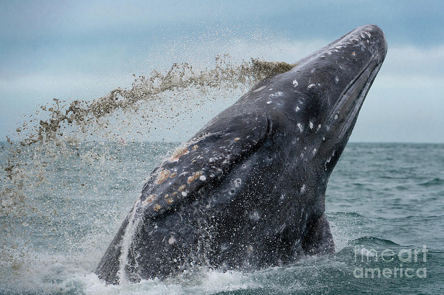 Grey Whale Breaching Photograph by Christopher Swann/science Photo ...