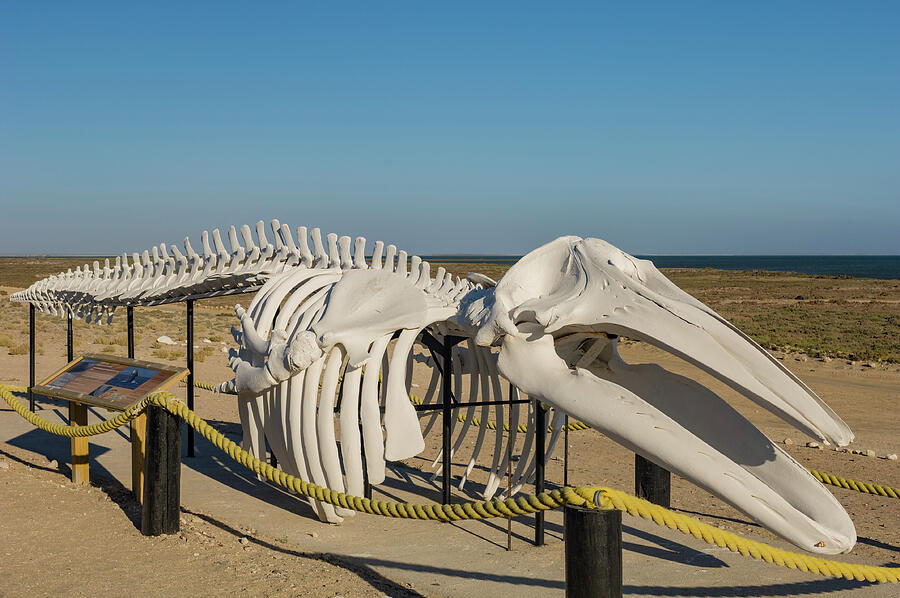 Wildlife Photograph - Grey Whale Skeleton Exhibit. Ojo De Liebre Lagoon, Guerrero #1 by Jeff Foott / Naturepl.com