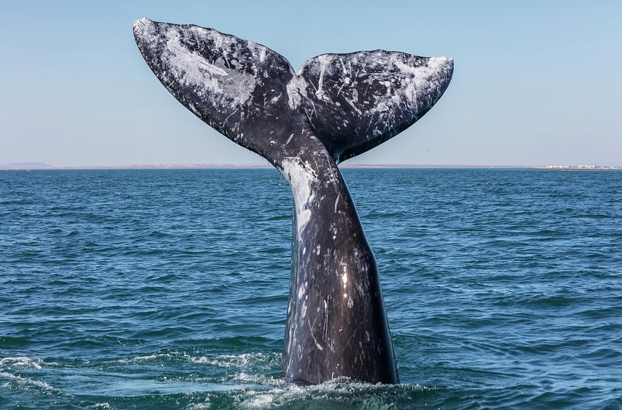 Grey Whale Tail, San Ignacio Lagoon, El Vizcaino Biosphere #1 Photograph by Claudio Contreras / Naturepl.com Grey Whale Tail, San Ignacio Lagoon, El Vizcaino Biosphere #1 Photograph by Claudio Contreras / Naturepl.com