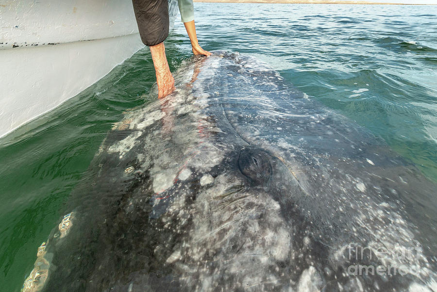 Grey Whale With Tourists #1 Photograph by Christopher Swann/science Photo Library