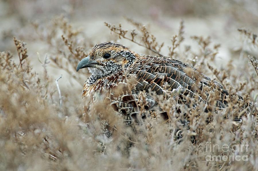 Nature Photograph - Grey-winged Francolin #1 by Peter Chadwick/science Photo Library