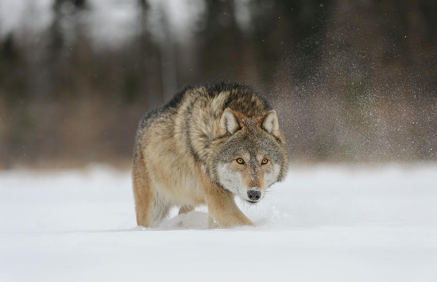 Wildlife Photograph - Grey Wolf In Snow, Minnesota,usa. January. Controlled #1 by John Shaw / Naturepl.com