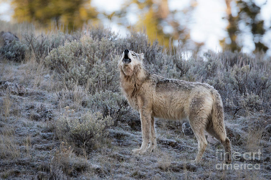 Grey Wolf - Yellowstone National Park #1 Photograph by Bret Barton