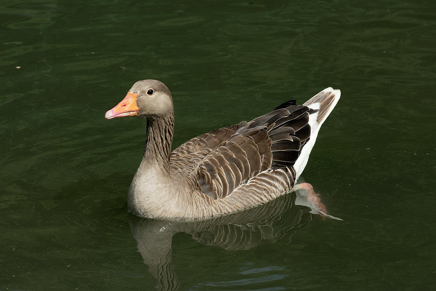 Greylag Goose Photograph by Nigel Cattlin - Fine Art America