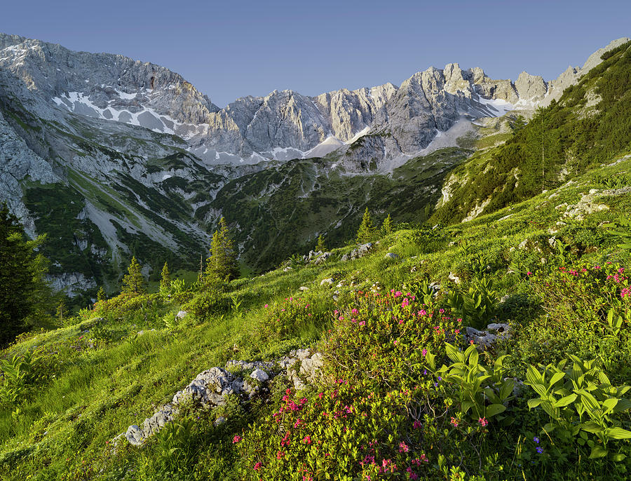 Griessspitzen, Almenrausch, Mieminger Mountains, Tyrol, Austria #1 Photograph by Rainer Mirau