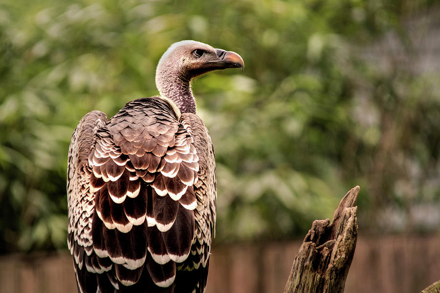 Griffon Vulture #1 Photograph by Don Johnson