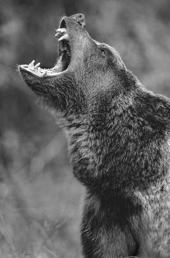 Grizzly Bear Calling #1 Photograph by Tim Fitzharris