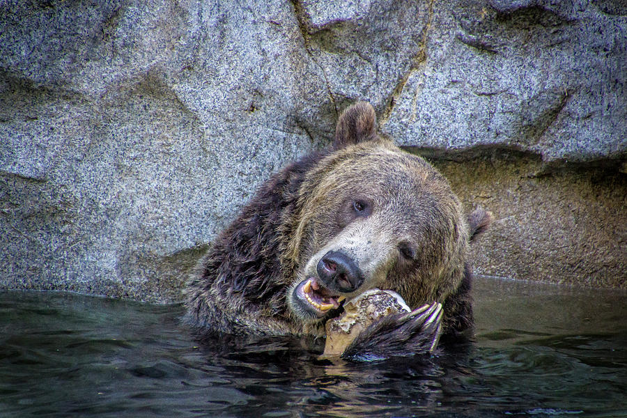 Grizzly Bear #1 Photograph by Donald Pash