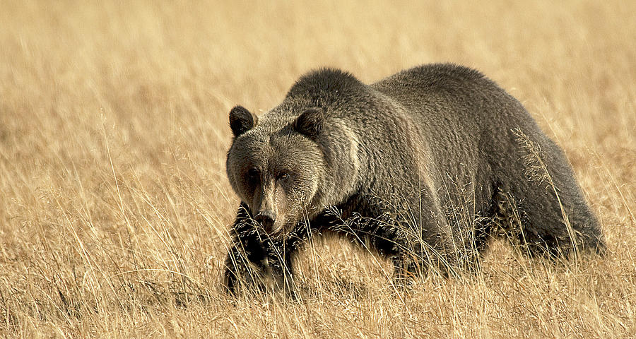 Grizzly Bear #1 Photograph by Gary Beeler