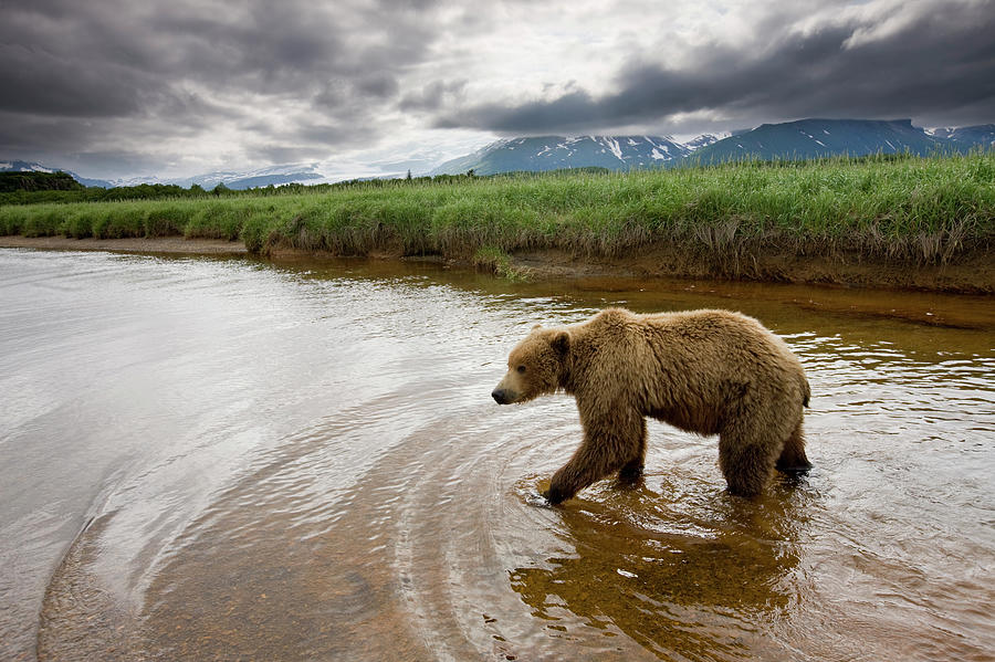 Grizzly Bear, Katmai National Park #1 Photograph by Paul Souders