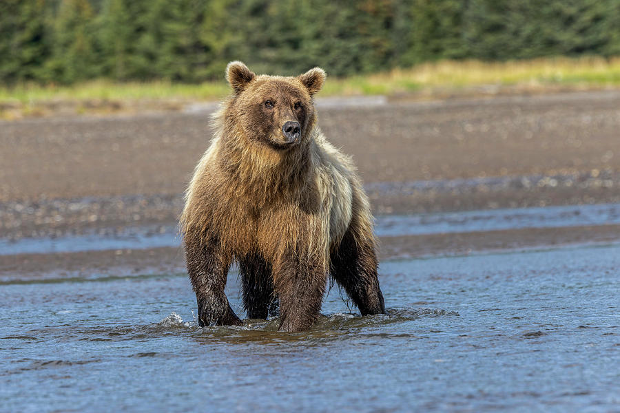 Lake Clark National Park And Preserve Photograph - Grizzly Bear, Lake Clark National Park #1 by Adam Jones