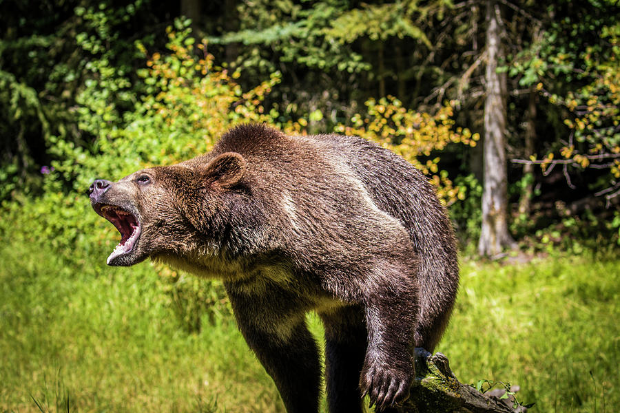 Grizzly Bear, Montana Wildlife Photograph by Yitzi Kessock Fine Art