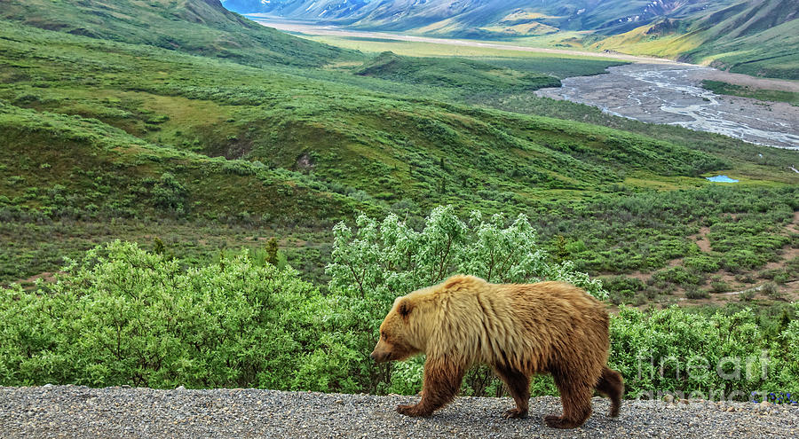 Grizzly Bear Photograph by Robert Bales - Fine Art America