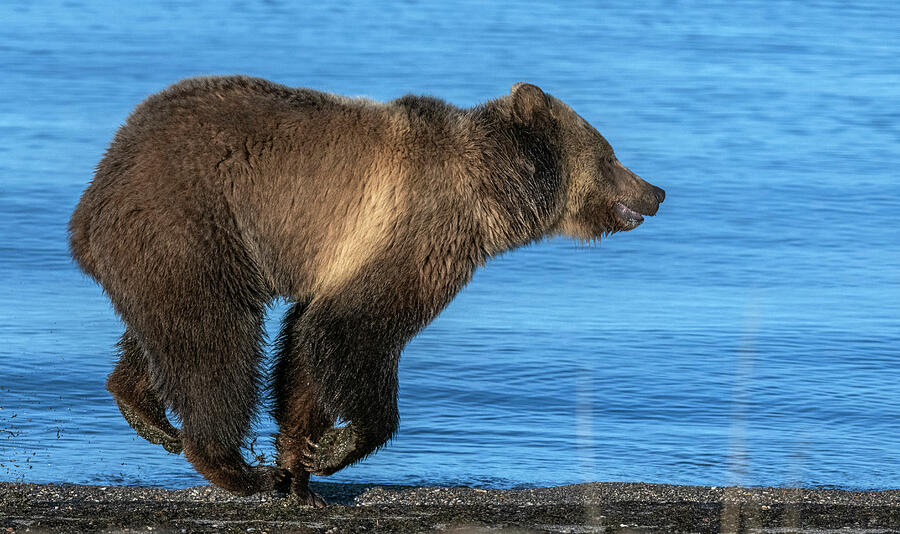 Yellowstone National Park Photograph - Grizzly Bear Running Along Shore Of Yellowstone Lake At #1 by George Sanker / Naturepl.com