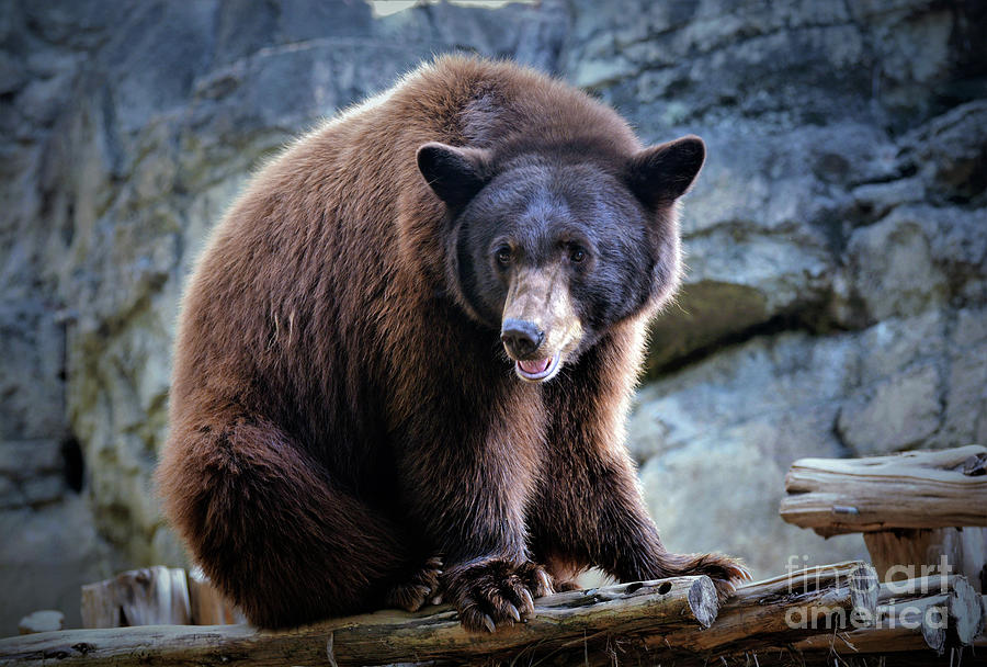 Grizzly Bear #2 Photograph by Savannah Gibbs