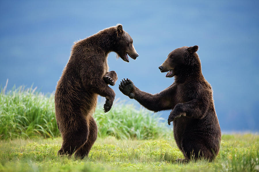 Grizzly Bears, Katmai National Park Photograph by Paul Souders Grizzly Bears, Katmai National Park Photograph by Paul Souders