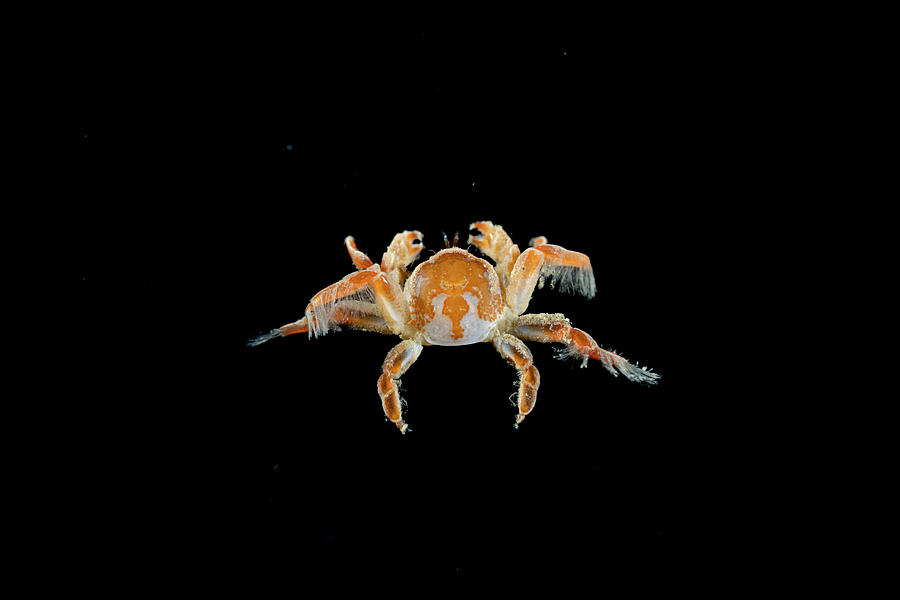 Wildlife Photograph - Grooved Mussel Crab Free-swimming At Night, Salish Sea #1 by Shane Gross / Naturepl.com