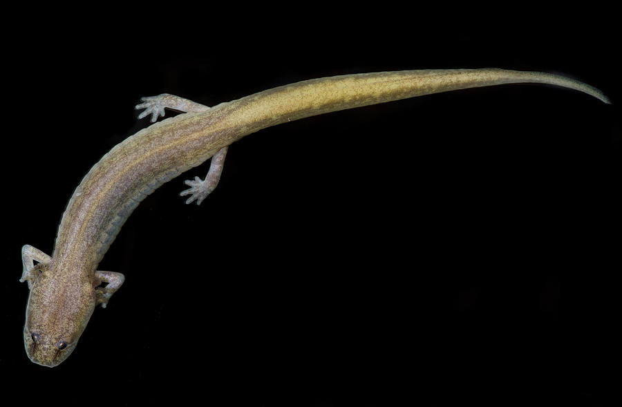 Grotto Salamander, Eurycea Spelaea #1 Photograph by Dante Fenolio