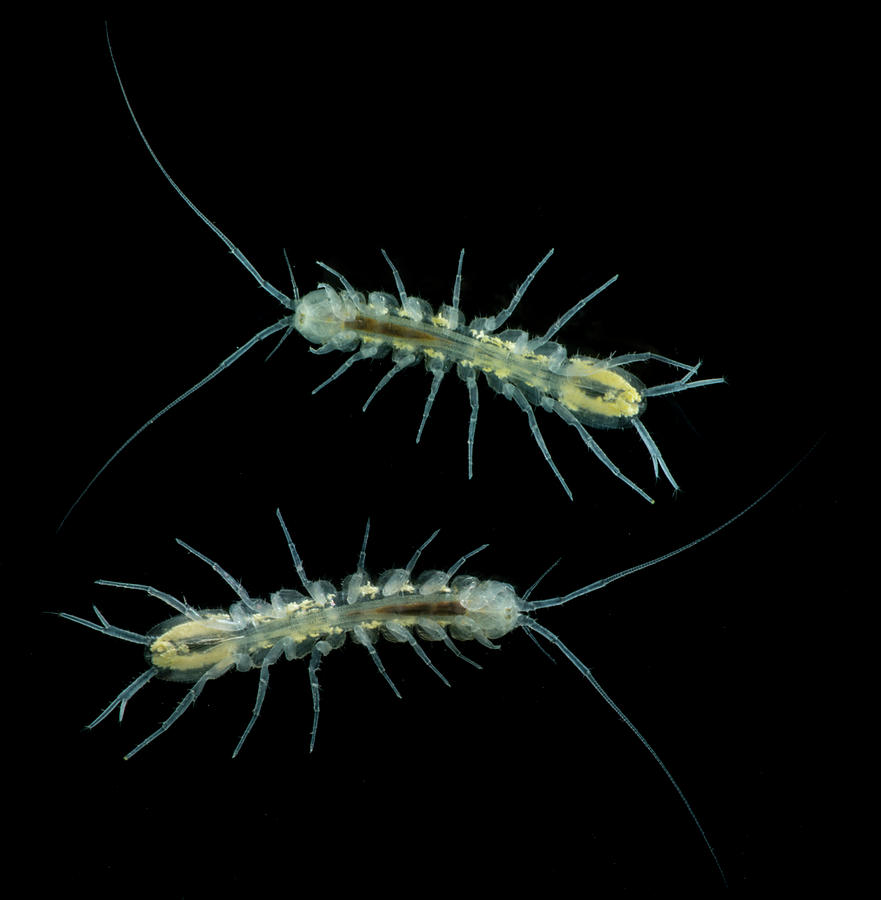 Groundwater Isopod, Caecidotea #1 Photograph by Dante Fenolio
