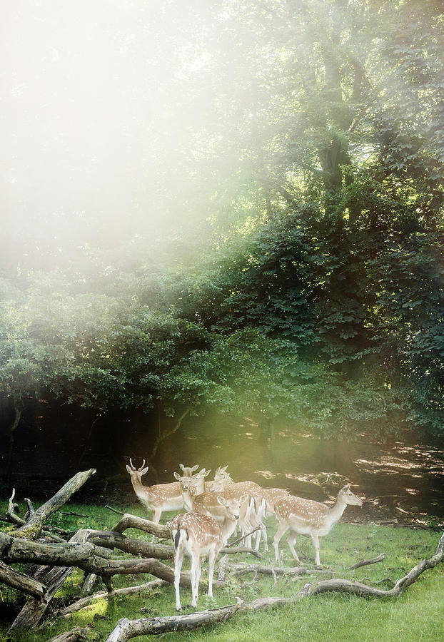 Deer Digital Art - Group Of Deer, Aarhus, Denmark #1 by Max Bailen