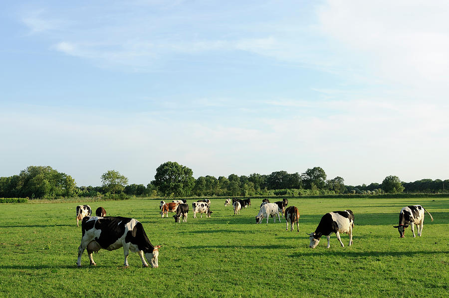 Group Of Holstein Cows In A Meadow #1 Photograph by Vliet