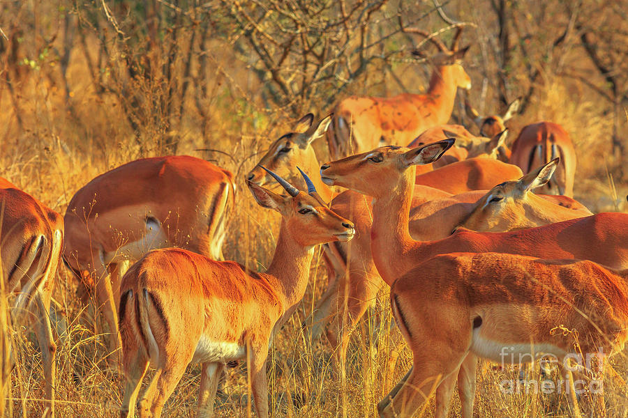 Group of Impala #1 Photograph by Benny Marty