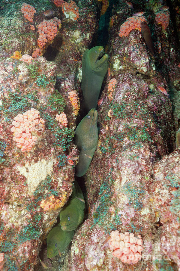 Group Of Panamic Green Moray Eel Hiding In Reef Photograph by Reinhard